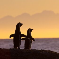 African,Penguin,Pair,At,Sunset,Near,Cape,Town,,South,Africa African penguin pair at sunset near Cape Town, South Africa