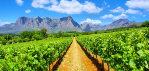 South Africa vineyards REC South Africa vineyards REC